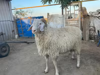 Carnero, Ovejas — foto 3