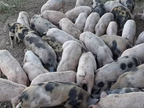Eber, Schweine