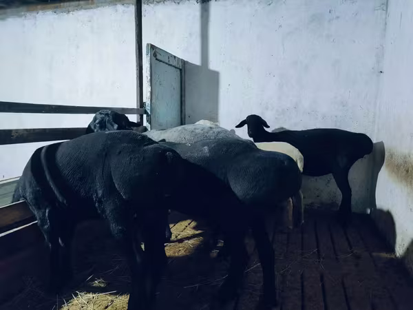 Carnero, Hissar sheep
