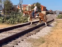 Hengst, American paint horse — Foto 5