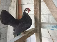 مينوركا — الصورة 4