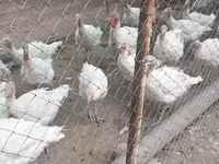 Turkeys — Foto 1