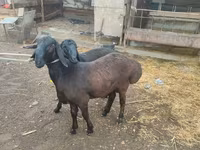 मेढ़ा, भेड़ — फ़ोटो 2