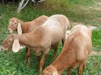 Ոչխար, Arashan sheep — լուսանկար 1