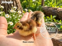 Quails — Foto 5