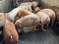 Boar, Дюрок — photo 7