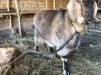 Էգ այծ, Beetal goats — լուսանկար 1