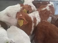 Toro, Ganado vacuno — foto 3