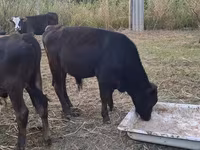 Bull, Cattle — photo 3