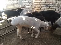 Carneiro, Ovelhas — foto 3