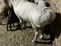 Խոյ, Afghan Arabi sheep — լուսանկար 2