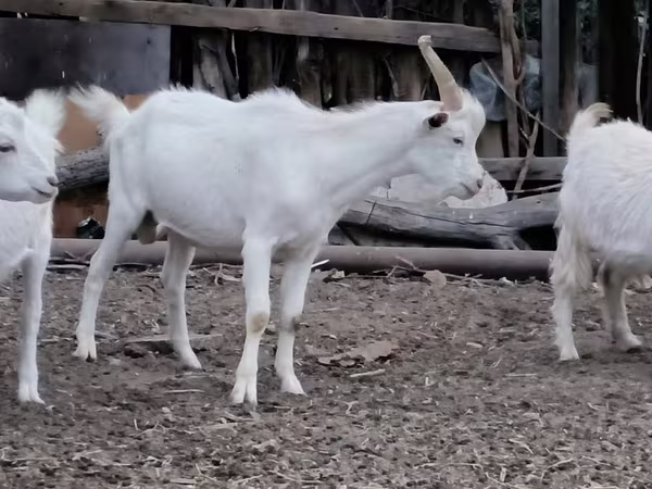 Էգ այծ, Այծեր