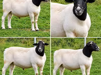 Խոյ, Beltex sheep — լուսանկար 2