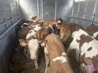 Ցուլ, Simmental cattle — լուսանկար 2
