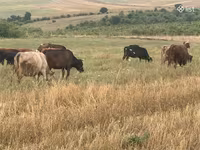 Կով, Simmental cattle — լուսանկար 6