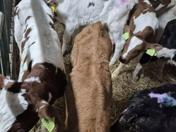 Bulle, Simmental cattle