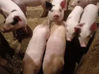 Sow, Pigs — photo 2
