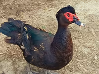 Ducks — 1-сурет