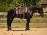 公马, Friesian — 照片 3