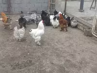 براهما — الصورة 4