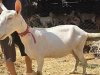 Cabra, Saanen goat — foto 5