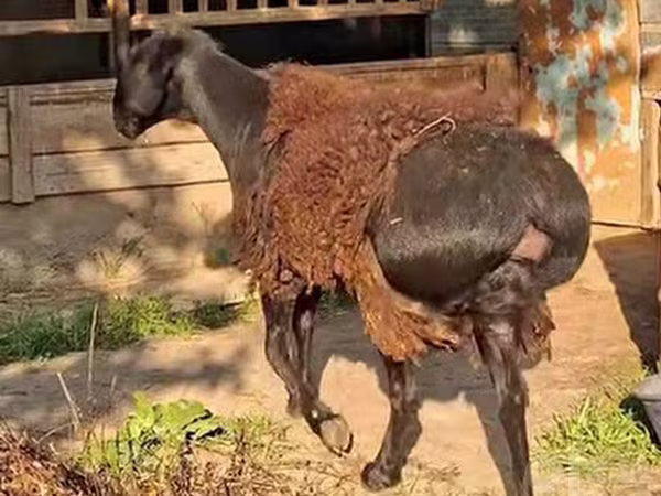 Ram, Sheep