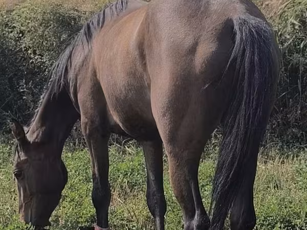 فرس, Friesian sport horse