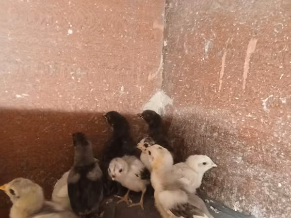 Chickens