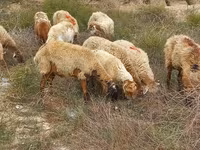 Oveja, Ovejas — foto 6