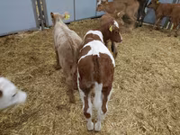 Կով, Simmental cattle — լուսանկար 3