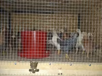 Chickens — الصورة 4