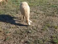 Sheep, Karabakh sheep — photo 7