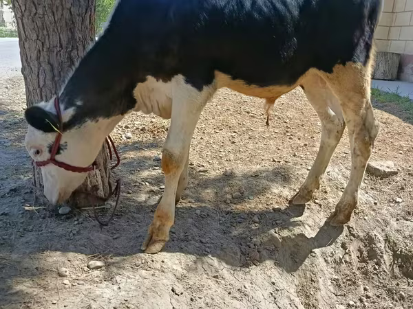 Bulle, Russian Black pied cattle
