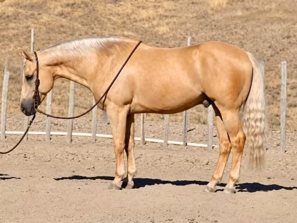 Hengst, Quarter Horse