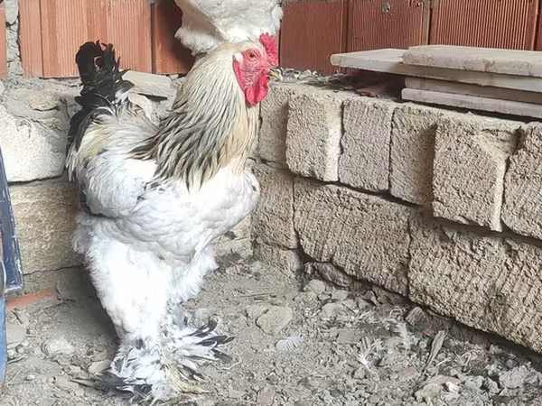 براهما