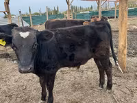 सांड, Swiss cattle — फ़ोटो 1