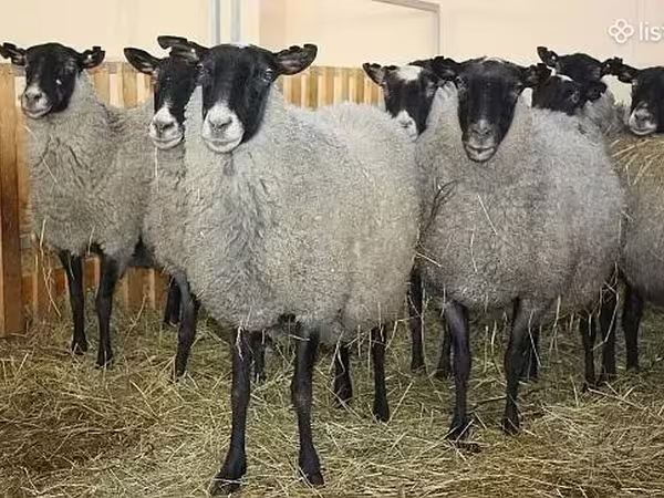 Ոչխար, Romanov sheep