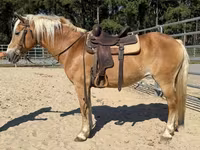Էգ ձի, Haflinger — լուսանկար 4
