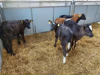 Կով, Simmental cattle — լուսանկար 4
