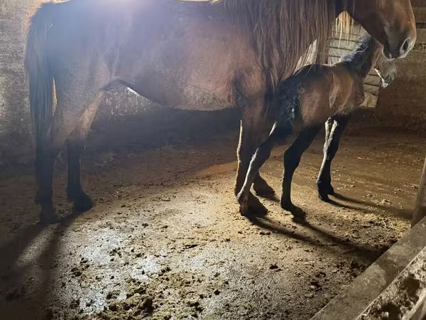 Égua, Kazakh horse