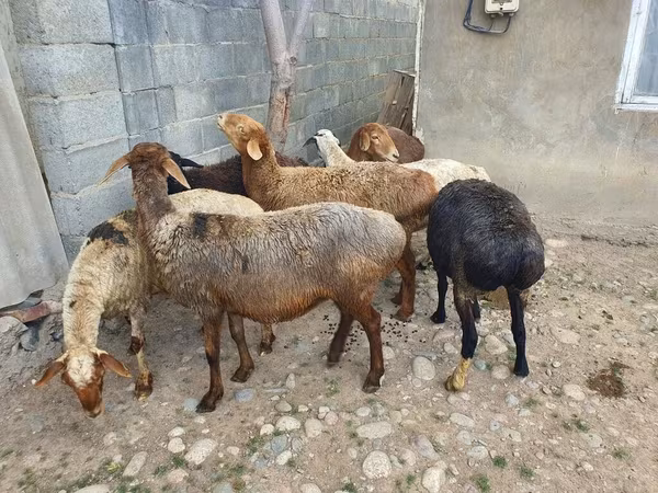 Ոչխար, Ոչխարներ