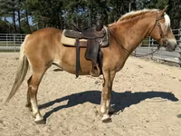 Էգ ձի, Haflinger — լուսանկար 5