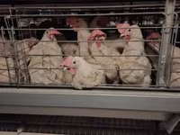 Chickens — լուսանկար 5