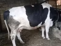 母牛, Russian Black pied cattle — 照片 3
