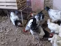 Chickens — फ़ोटो 5