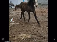 Էգ ձի, Orlov Trotter — լուսանկար 1