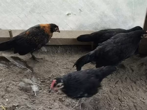 Gallina checa dorada veteada
