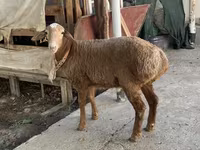 मेढ़ा, Arashan sheep — फ़ोटो 1