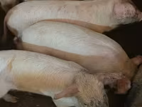 Шошқалар (топ, жынысы көрсетілмеген), Шошқалар — 2-сурет