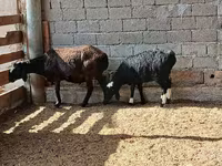 Sheep, Sheep — photo 6